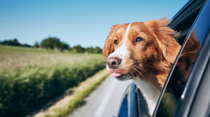 Comment retirer efficacement les poils de chien d’une voiture ?